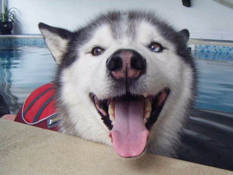 Canine Hydrotherapy