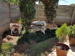 husky rescue