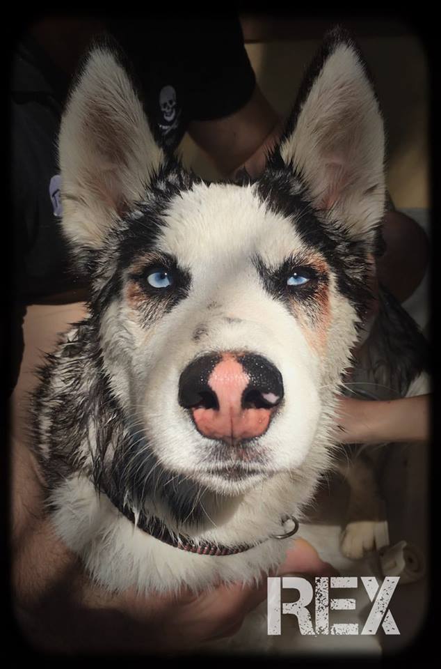 husky rescue