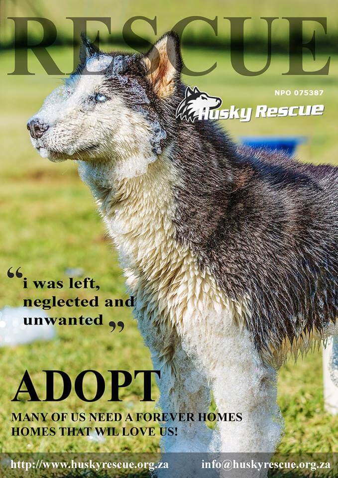husky rescue