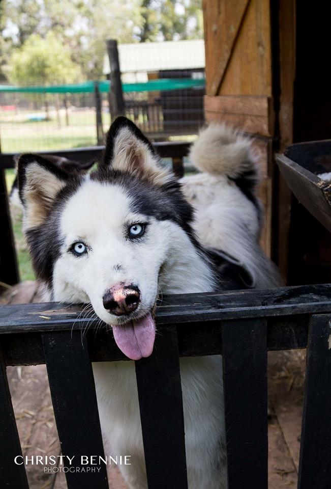 adopt lucy husky rescue south africa