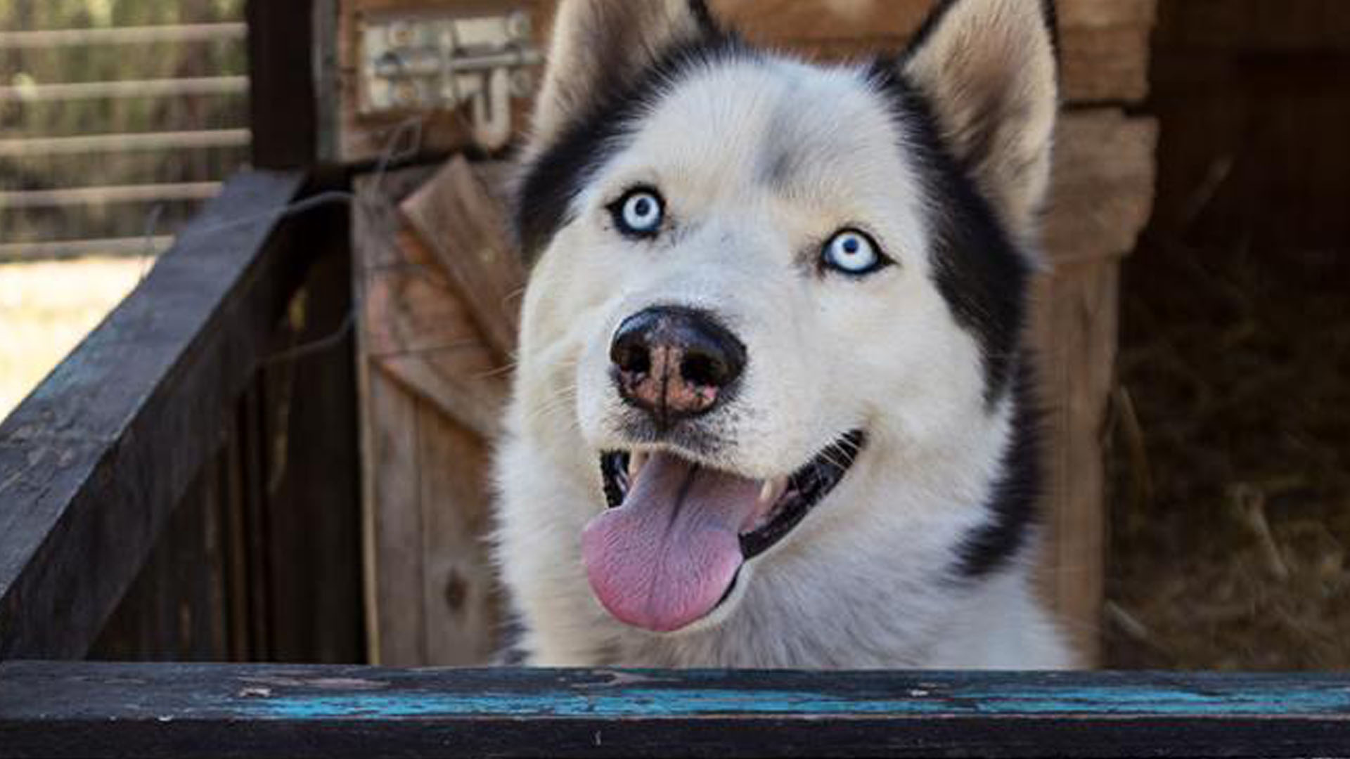 Adopt Cody - Husky Rescue South Africa