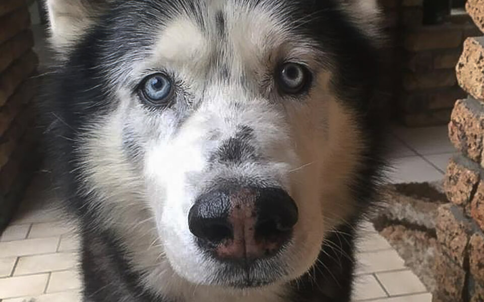 Adopt Maddox Husky Rescue South Africa