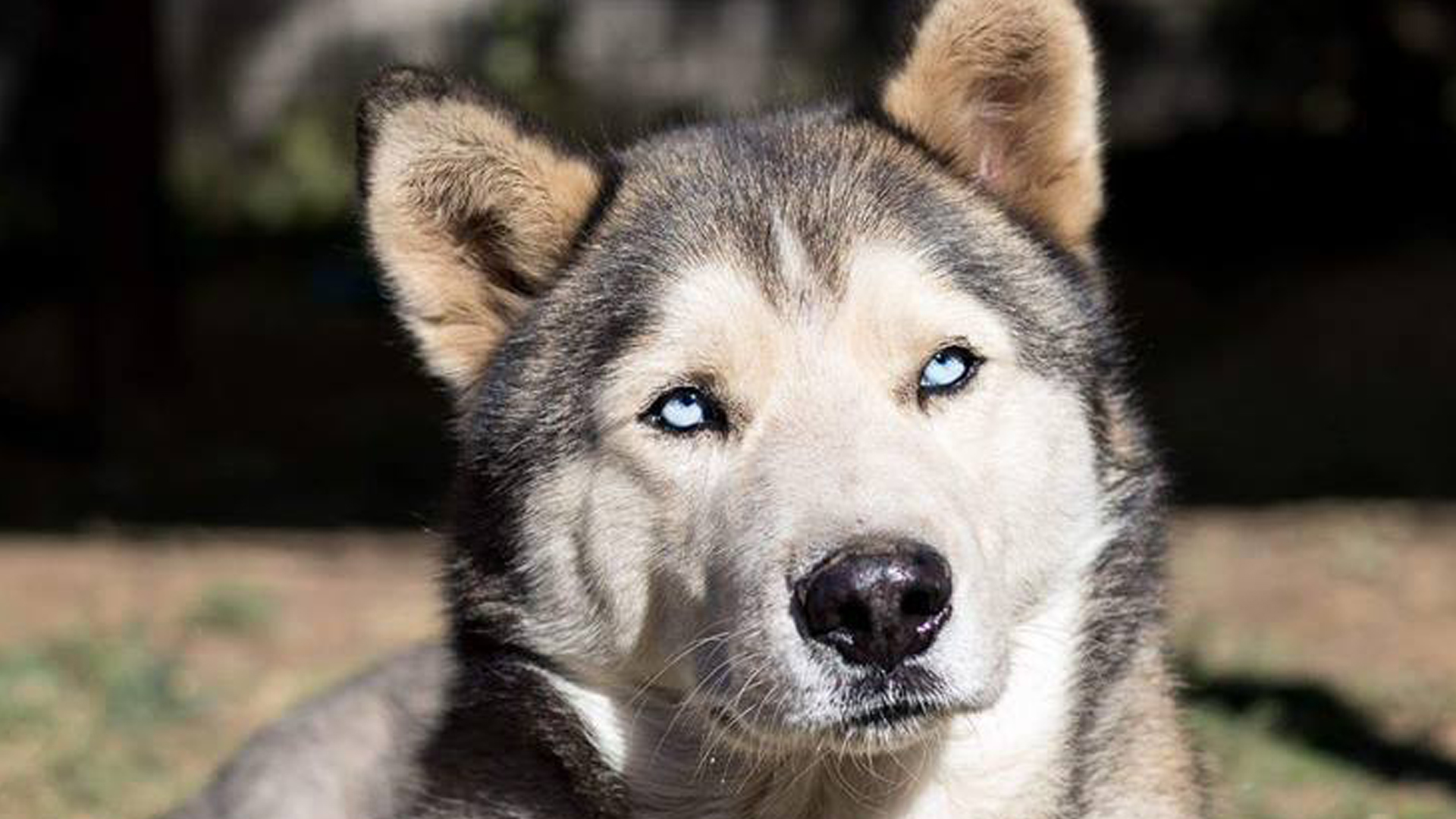 Adopt Charm Husky Rescue South Africa
