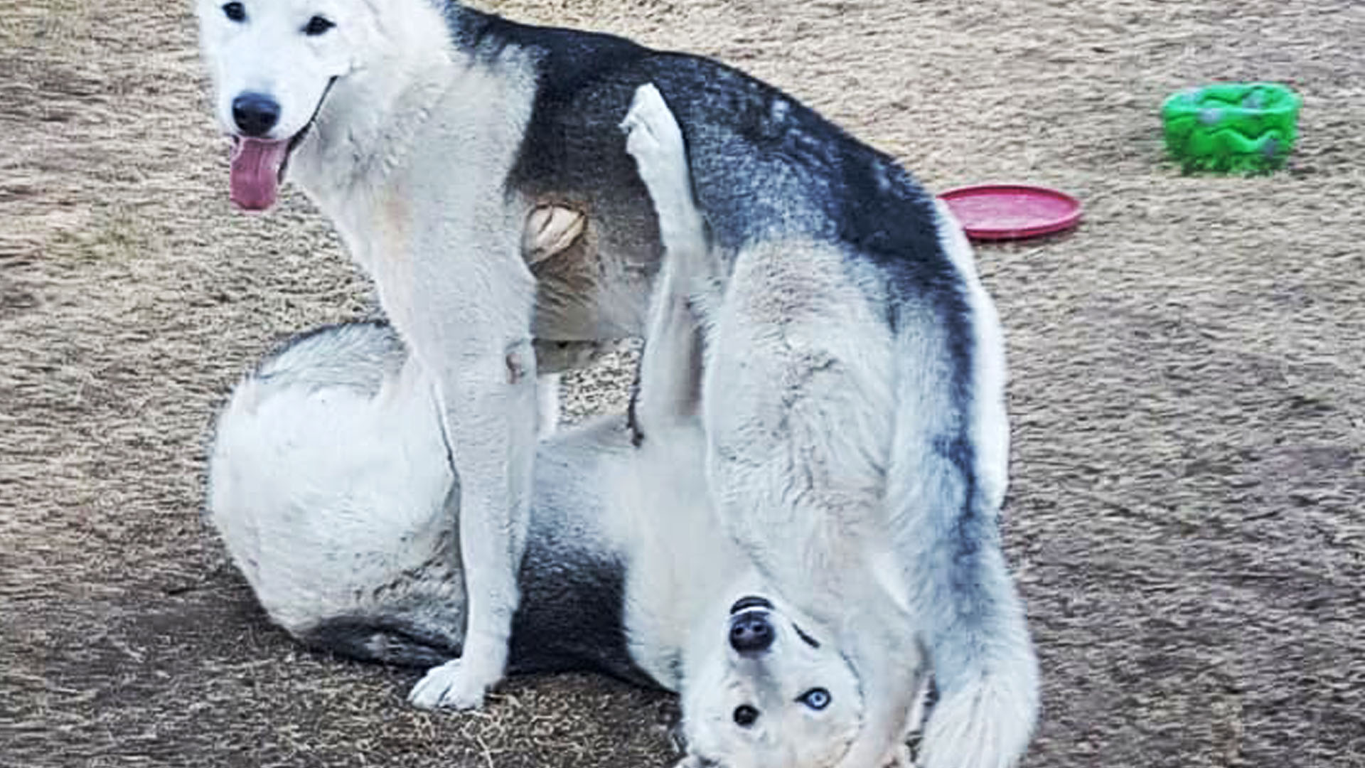 Pheonix - Husky Rescue South Africa