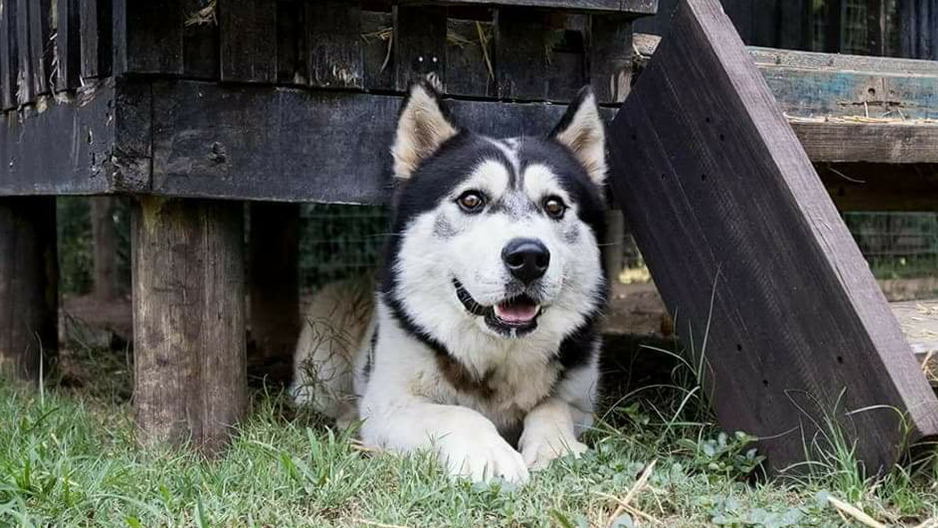 Adopt Troy Husky Rescue South Africa