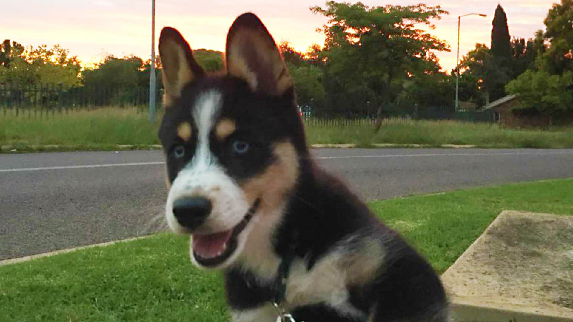 Active Young Husky Pup - Husky Rescue South Africa