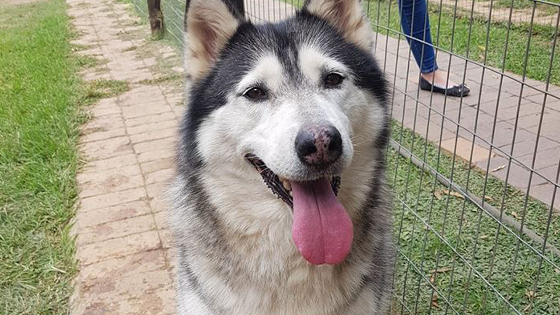 Adopt Jersey - Husky Rescue South Africa