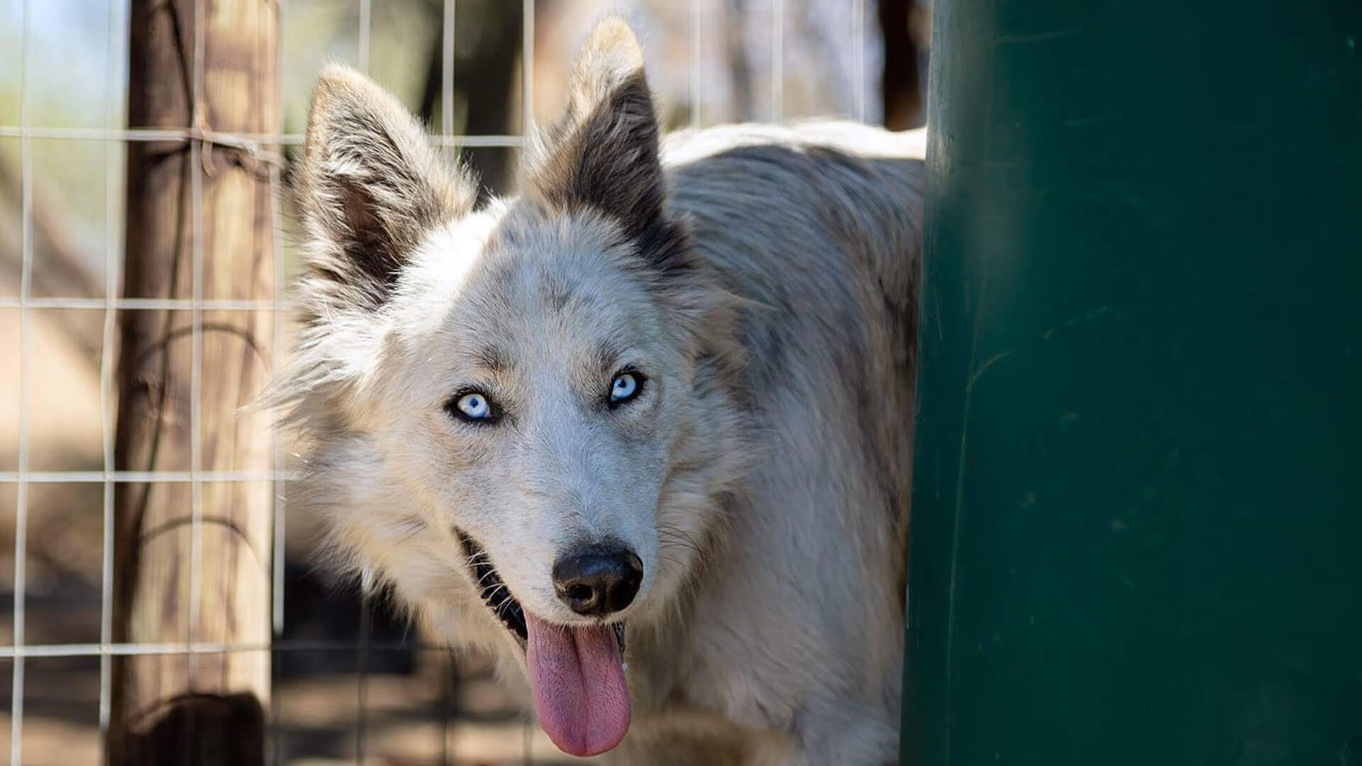 Adopt Viking Husky Rescue South Africa