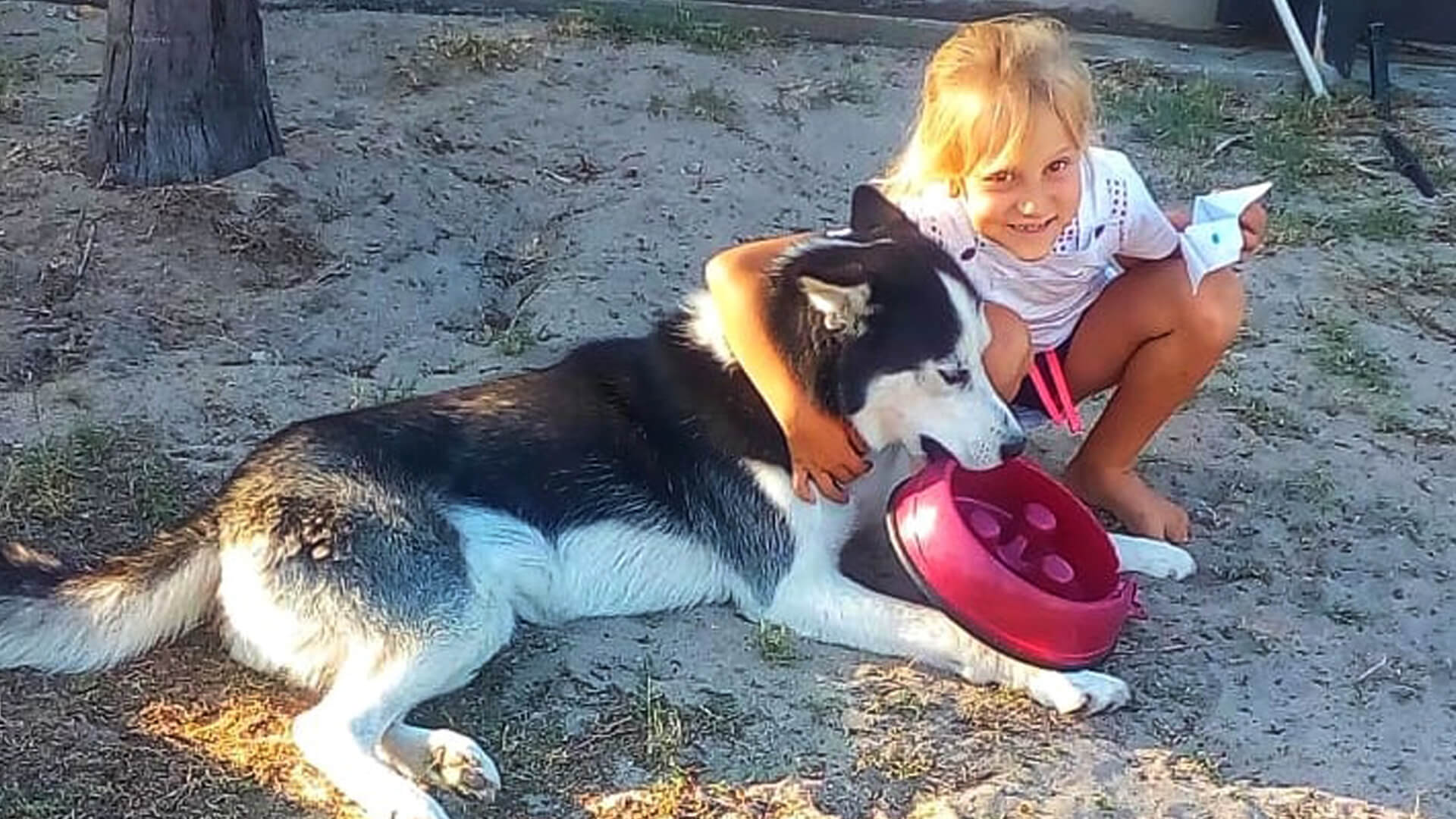 Adopt Shadow Husky Rescue South Africa