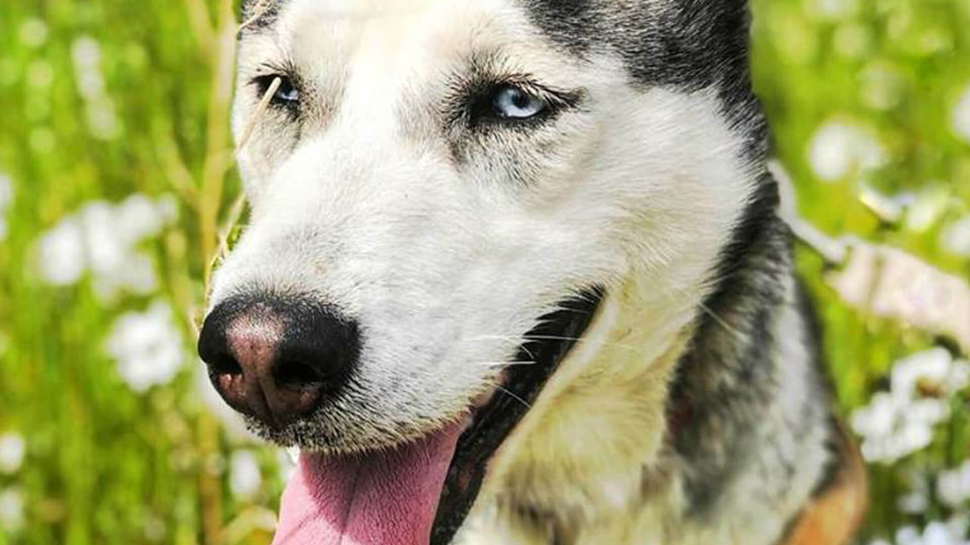 Adopt Alaska Husky Rescue South Africa
