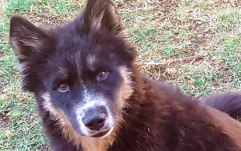 Adopt Dory Husky Rescue South Africa
